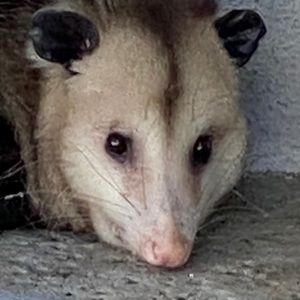 Meet your Posher, Abigail